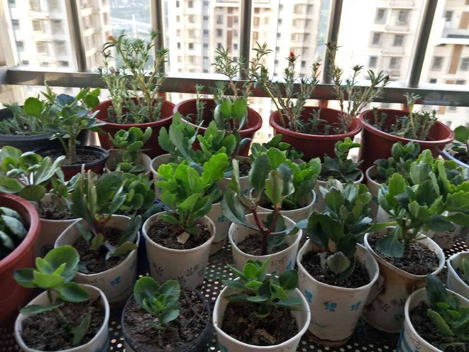 几月份扦插长寿花 60e94faa6deb4f278059e4bf025d47cc.jpeg