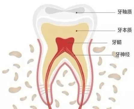 首先,让我们来近距离看一下牙齿的结构 如你所见 牙釉质,牙骨质和牙