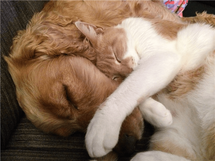 猫跟狗可以关一起吗 908895bdcda54c23bc732f063f8343a4.png