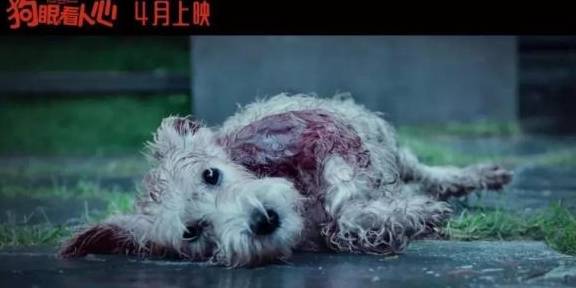 《狗眼看人心》上映,里面的狗狗你认识吗_妮蔻