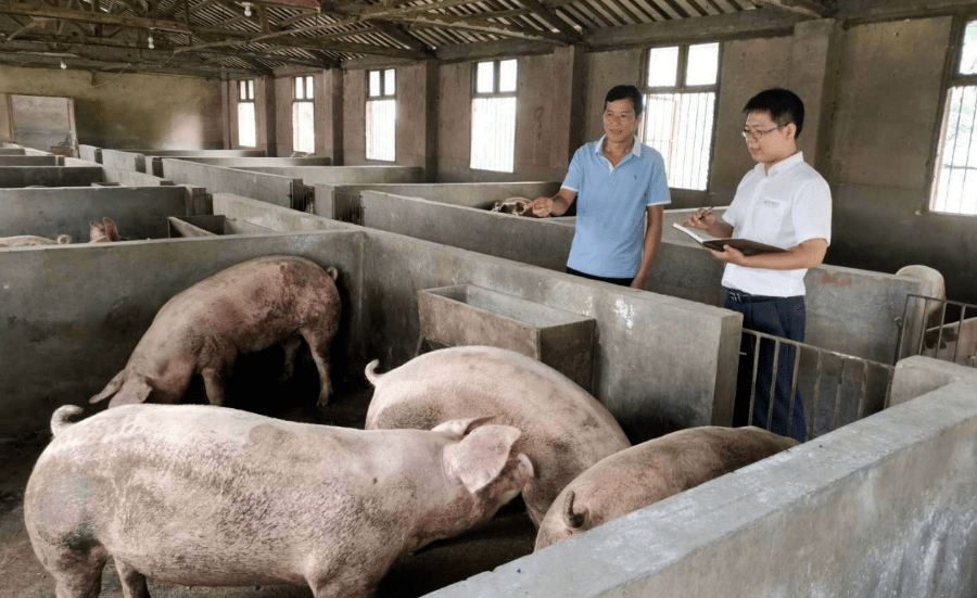 资金有了收入稳了大余农商银行助生猪养殖户过上好日子