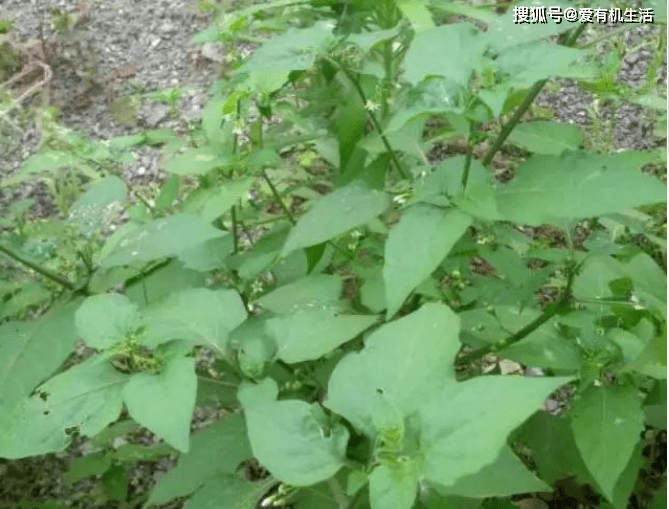 原创农村这野菜,小时候妈妈常用来腌制,酸爽可口,百吃不厌!