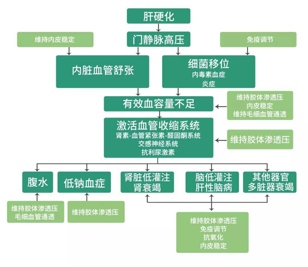 改善肠-肝轴等四大举措,预防失代偿期肝硬化疾病进展