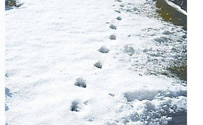 雪地里出现半人半兽的"魔鬼脚印",科学家推测古代巨猿