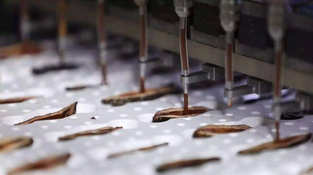 发展|槟榔：一枚撬动超百亿大产业的小青果