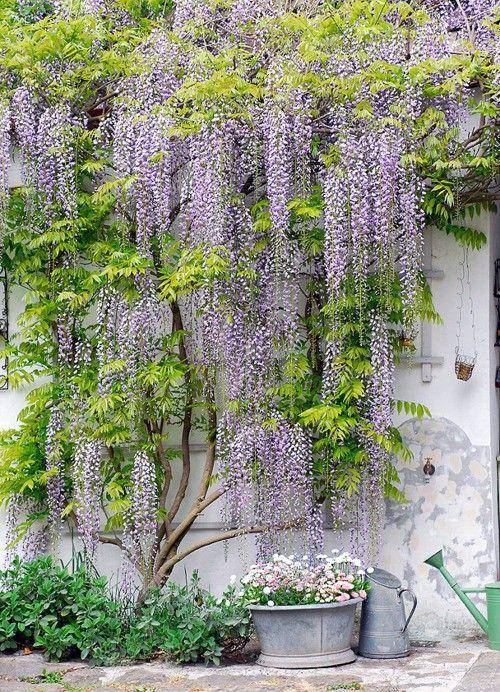 几种庭院爬墙植物,诗意自然,设计公司极力推荐
