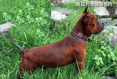 中华两大名猎,湖北箭毛猎犬和川东猎犬,现已处在灭绝的边缘