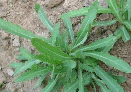 婆婆丁 59c1d2a6d93b469cb8a4676f69744232.jpeg