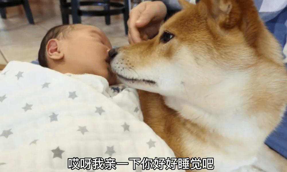 孩子|柴犬带娃困到打瞌睡，狗：谁才是亲妈啊女主人生了孩子