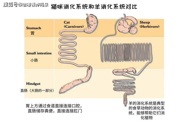 猫咪的口腔通过食道和胃,小肠,大肠相连,所以肠胃疾病会直接导致猫咪