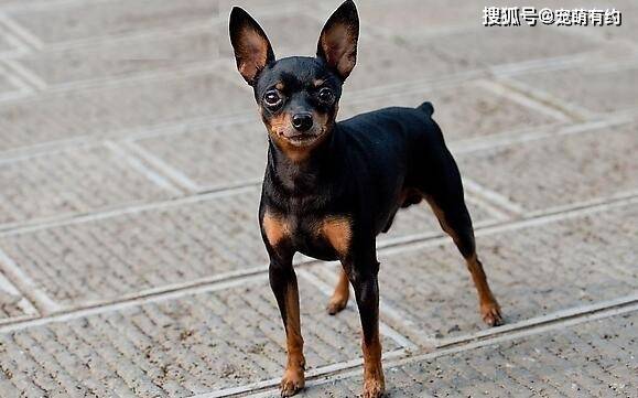 健美力量型的小鹿犬有着生气勃勃的表情深受人们喜欢