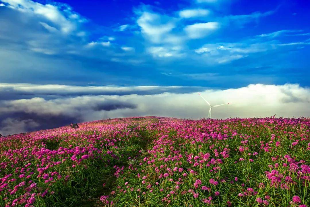 秋季来贵州,带你去桐梓看看万亩紫色花海.