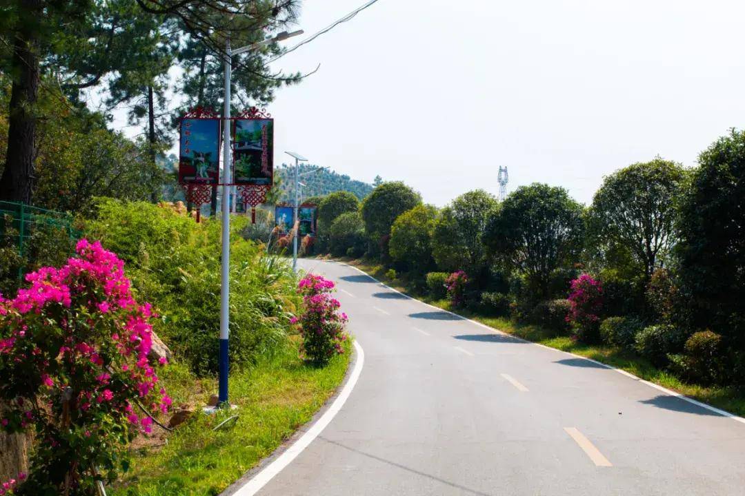 茶乡花海景区 | 提质改造我们是认真的,还大家一片心目中的花海