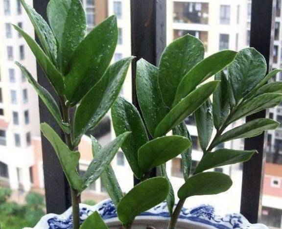 富贵竹几枝最好 774fd73b689d407d8fcc9a2b0257b81e.jpeg