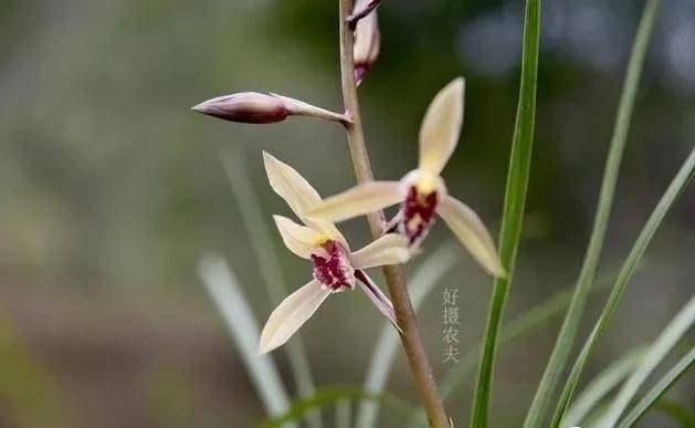 花什么实成语_成语花根什么心(3)