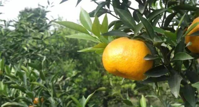 含量|为什么说中国最好的陈皮在江门新会？这次有答案了！