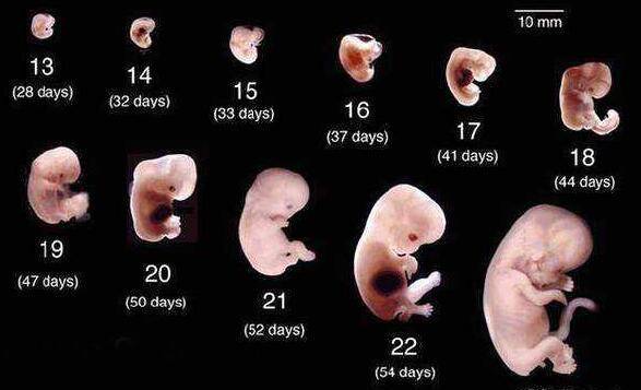 原创孕8周胚胎发育简报b超单上有这四物表示坐胎稳定