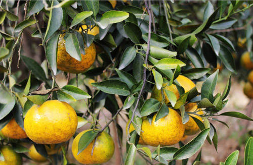 含量|为什么说中国最好的陈皮在江门新会？这次有答案了！