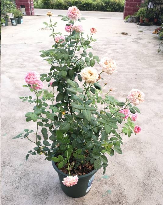 月季修剪后不长了 db1c9dd0287346d2aa0dbaa59f70ba85.jpeg
