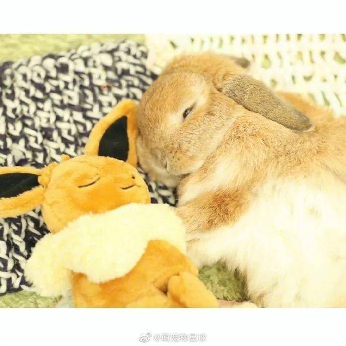 快来看兔兔和伊布睡觉觉,好乖真想抱一个!