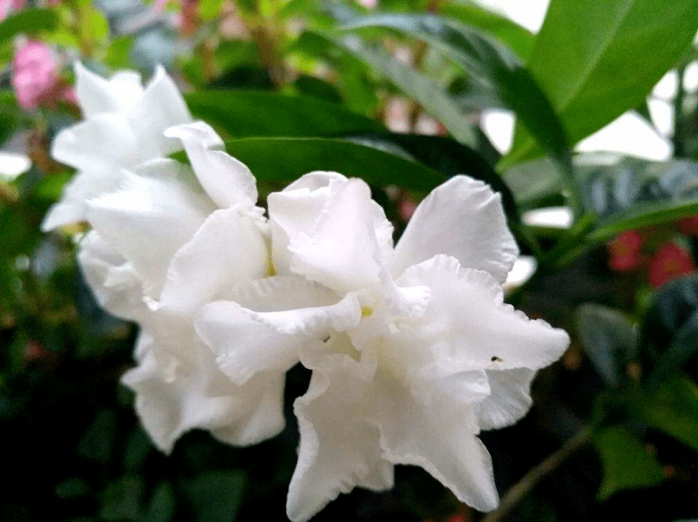 狗牙花名字难听,不如改成"水晶茉莉,开花素雅清香