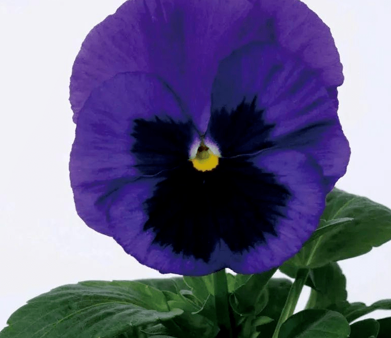 01921ead5bff47ab953044d18665106f.png