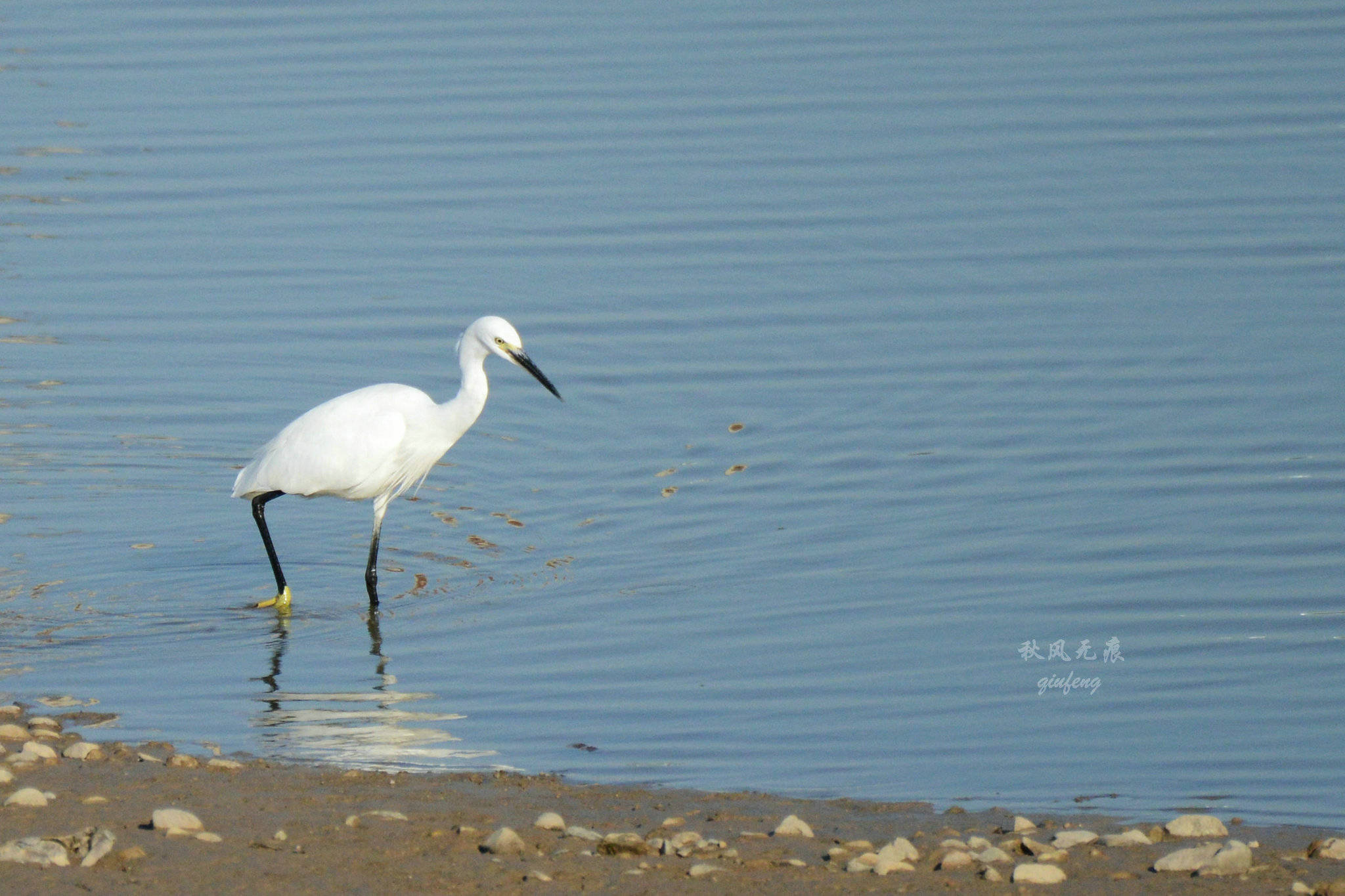 浐灞(|西安蓝里的浐灞，鹭鸶嬉戏，花草灿阳，留下湿地美幻时光