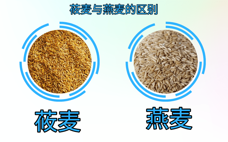 莜麦与燕麦质量标准的区别产品加工应用水分含量及影响
