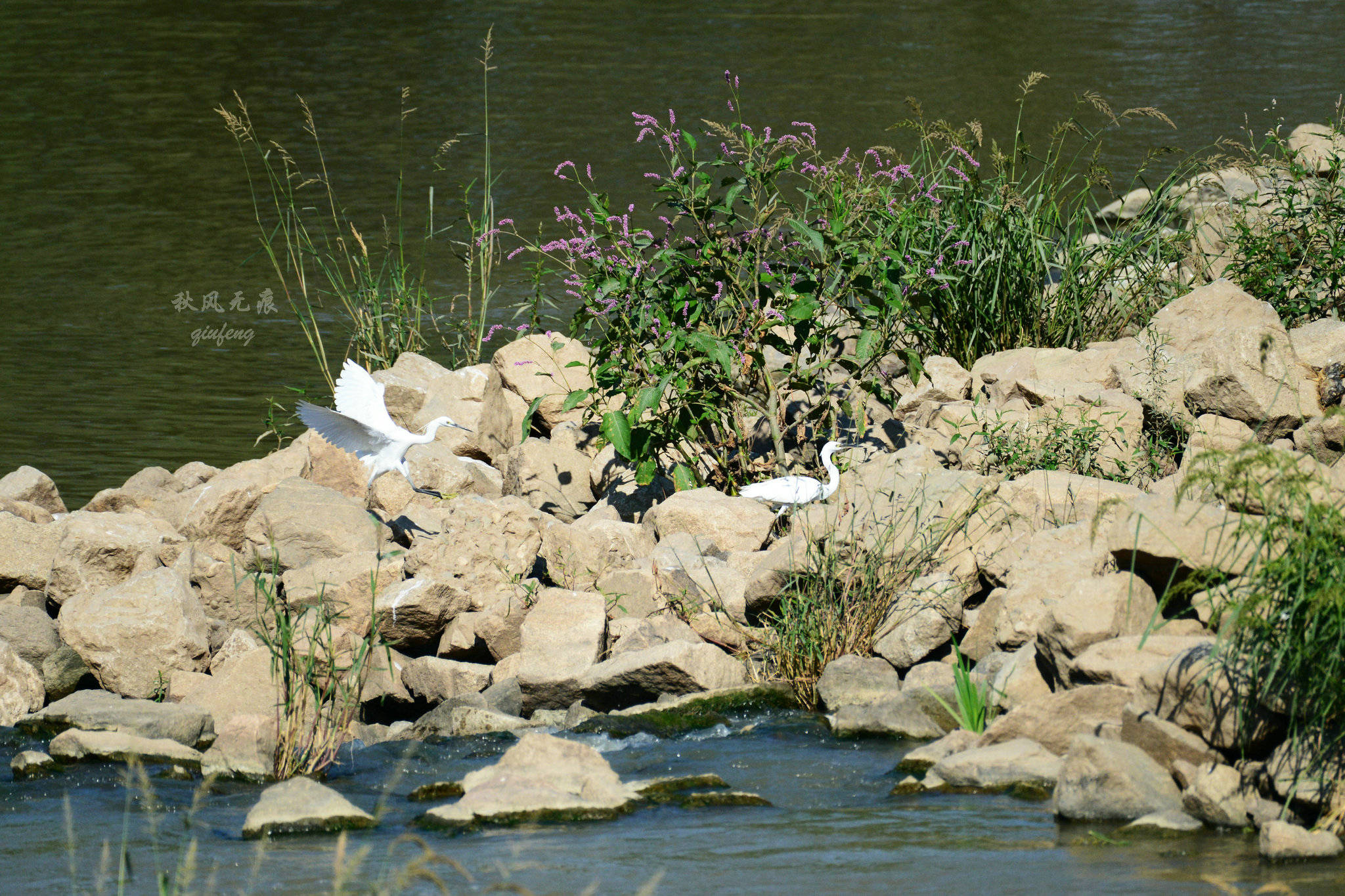 浐灞(|西安蓝里的浐灞，鹭鸶嬉戏，花草灿阳，留下湿地美幻时光