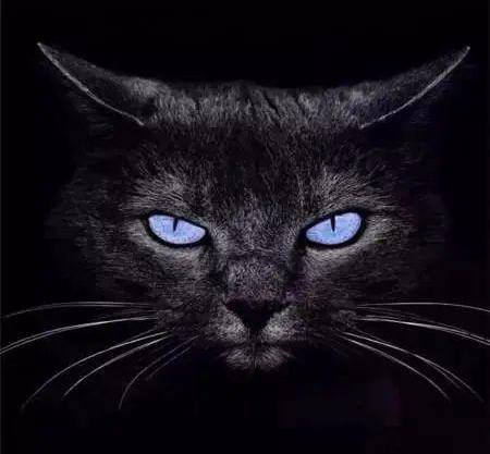 为什么没人养黑猫 ef6f5eae322547209802aed1616e1d52.jpeg
