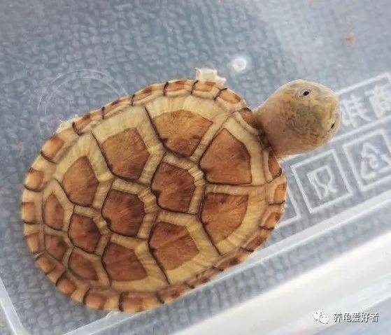 寓意|会让你爱上它吗？红面蛋的“鸿运当头”