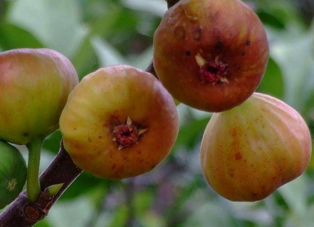 无花果|排出宿便毒素，大肚子平了，肌肤更显年轻女性每天当零食吃几颗