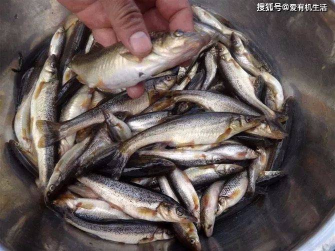 在农村河里,曾经抓过的7种野生小鱼,你印象最深刻的是哪几种?