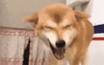 柴犬迷惑行为大盘点