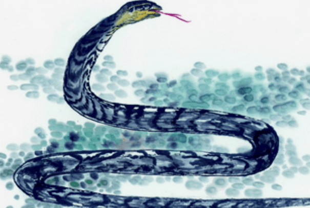 蛇属相今年的运势 06e9f26a471d43239d6d68db6ffc70fd.png