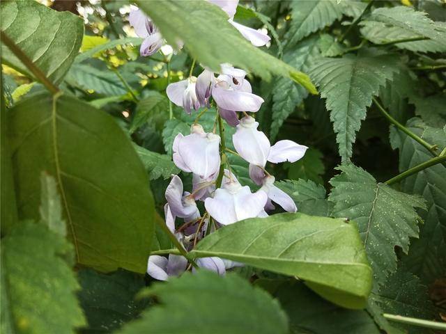 华为|华为畅享 20 上手：千元 5G 不妥协