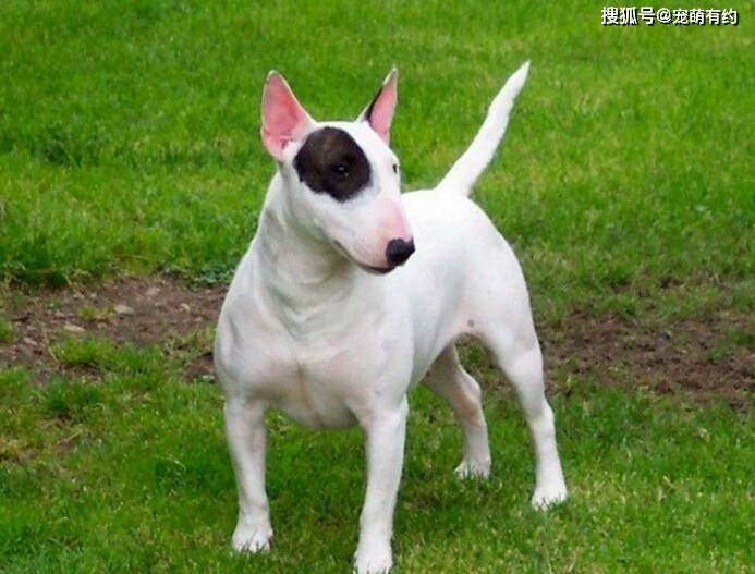 牛头11的固执,是单纯的倔,哪怕是出生没多久的牛头11幼犬也会有