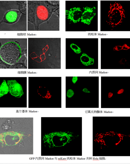 如何做蛋白亚细胞定位实验?_荧光