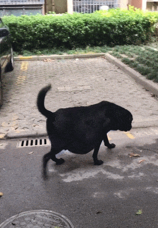 cf9dbadc82c84a63a9c1a16510fc524f.gif