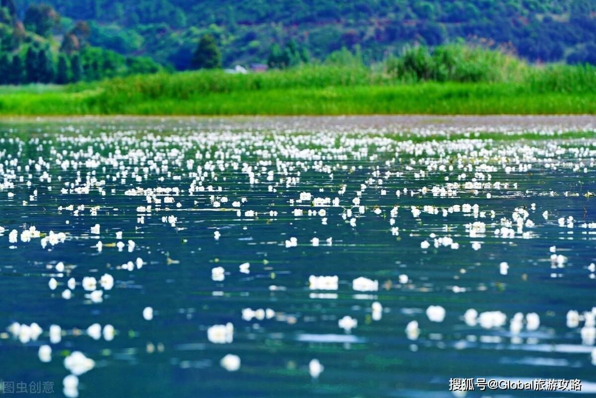 "一半云南,一半四川",你一定没看过盛开在泸沽湖上的水性杨花