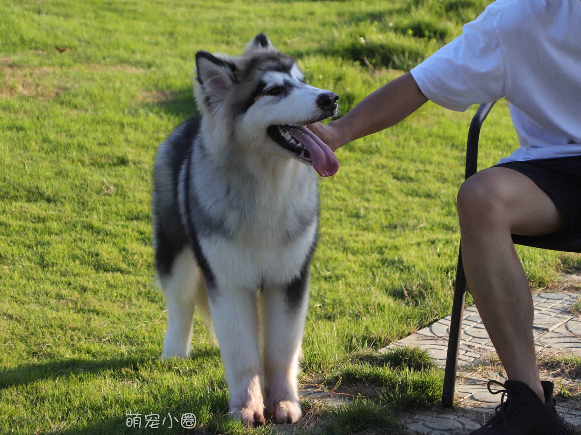 阿拉斯加的人口_阿拉斯加犬图片(3)