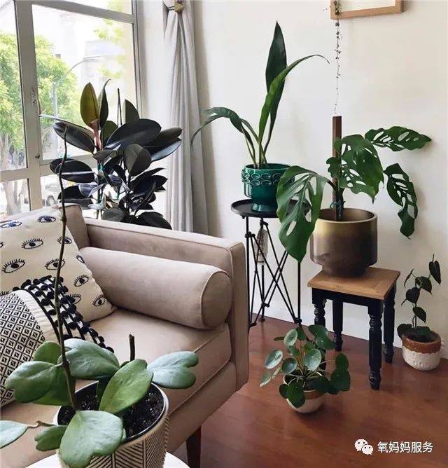 龟背竹水培好还是土栽好 3c740db18f964e909dfe4d981ff91192.jpeg