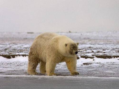转载变化中的北极北极熊与灰熊杂交