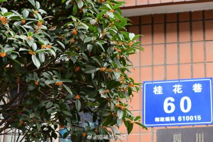 成都街道砍光桂花树，城市升级改造不能如此粗暴