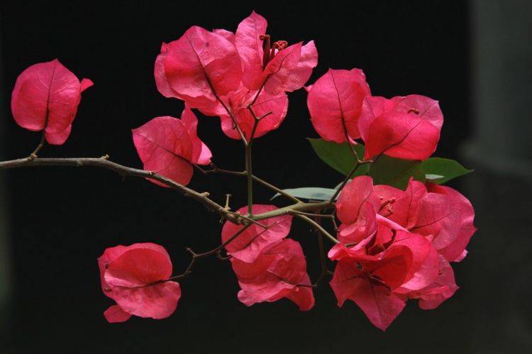 锦花什么月成语_草什么花什么成语