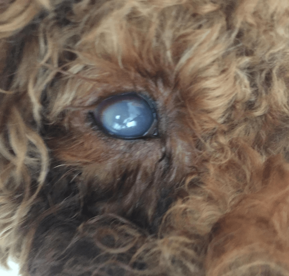 原创狗狗眼球有白点主人为了省钱用红霉素治疗5天后眼球严重溃疡了