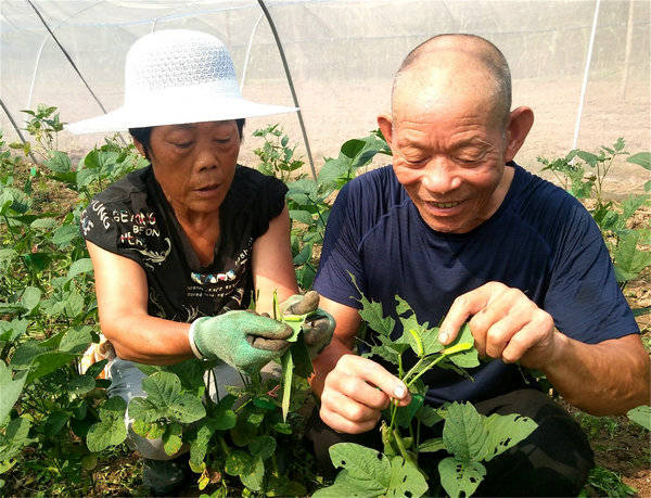 山东郯城：老两口养殖豆虫 变害为宝