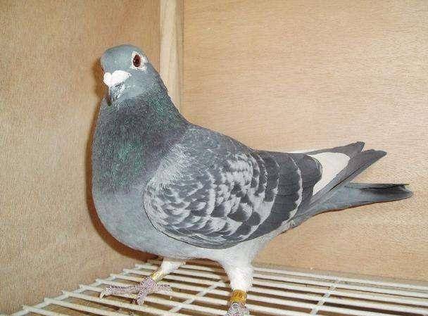 信鸽鸽粮价格 5c3b56c03bfd4dbc89341bd0fd039423.jpeg