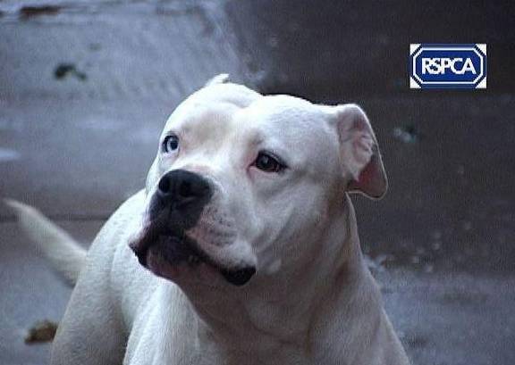 十大恶犬排名_十大恶犬排名介绍图(2)