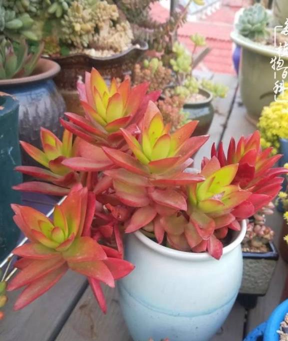 多肉小院推荐 3cf3f4a96746471a9914f3d3e4f36df2.jpeg